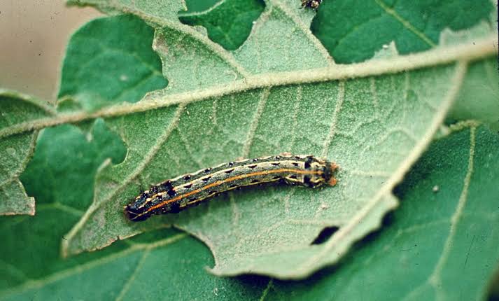Spodoptera litura